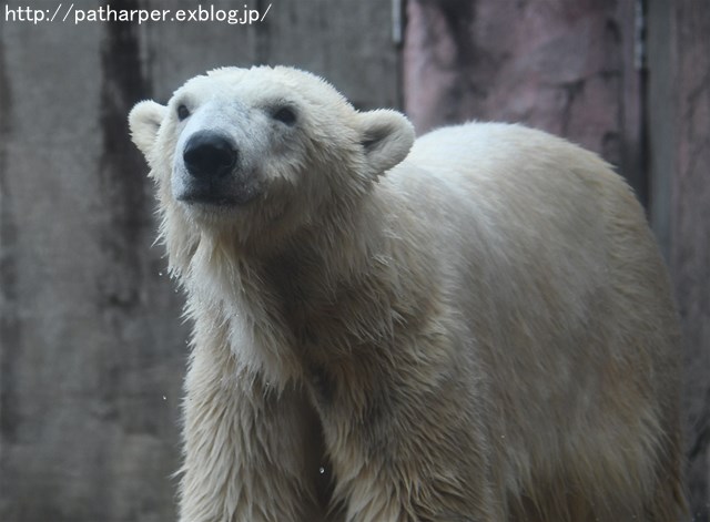 ２０１７年　動物園めぐり総括_a0052986_23221485.jpg