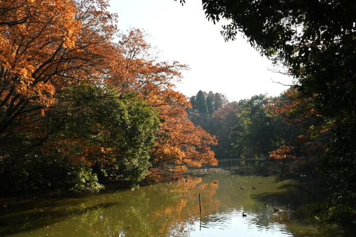 坂田が池の鳥さんたち_a0127090_22594819.jpg