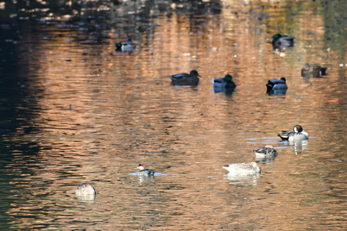 坂田が池の鳥さんたち_a0127090_23003887.jpg