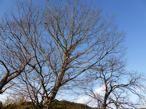裸木の言葉_d0366590_15535970.jpg