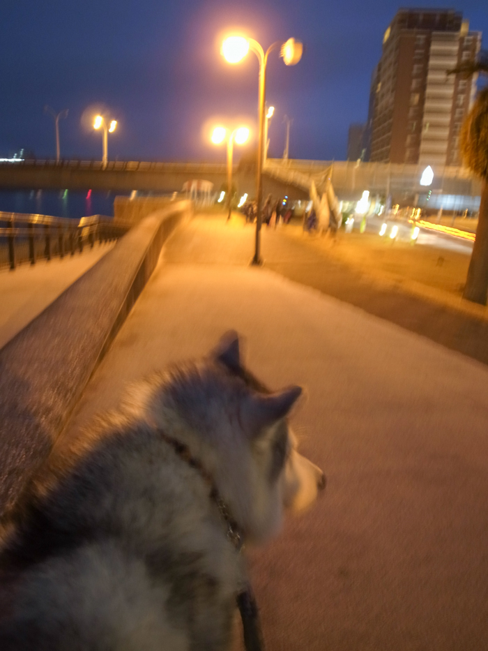 冬の朝、いつもの散歩　(*^_^*) - 犬連れへんろ*二人と一匹のはなし*