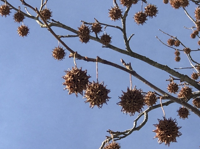 Sweetgum ball とまんぞくさん_b0365715_02361404.jpg