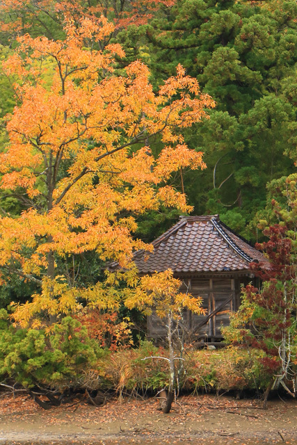 吉野屋の鷺_f0373317_12415990.jpg