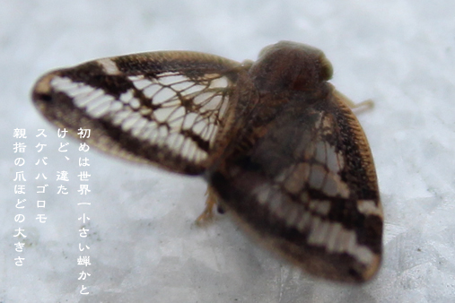 d0042827_09143047.jpg