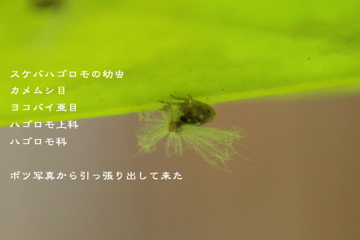 d0042827_09143684.jpg