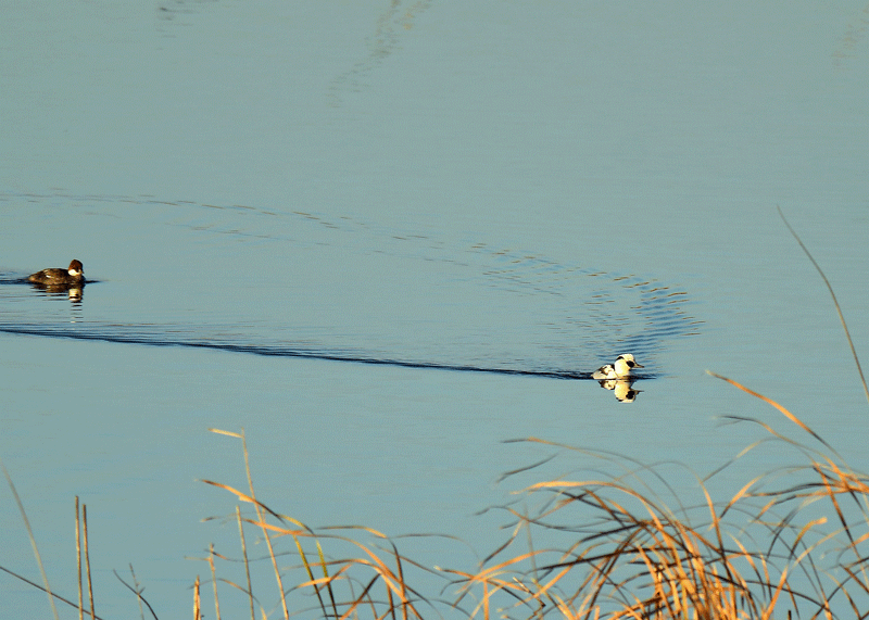d0290240_13443055.gif