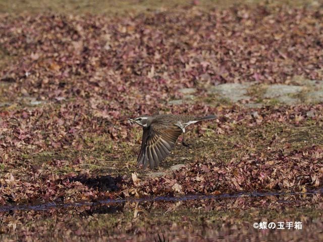 2017年12月下旬　野鳥飛翔写真_b0107948_19122818.jpg