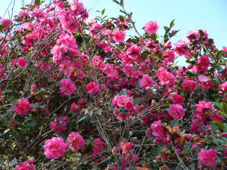 b0002549_11421869.jpg