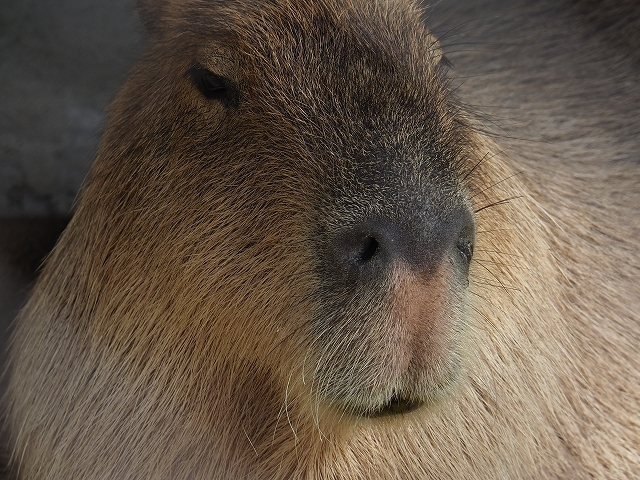 小さな動物園_f0288049_21201542.jpg