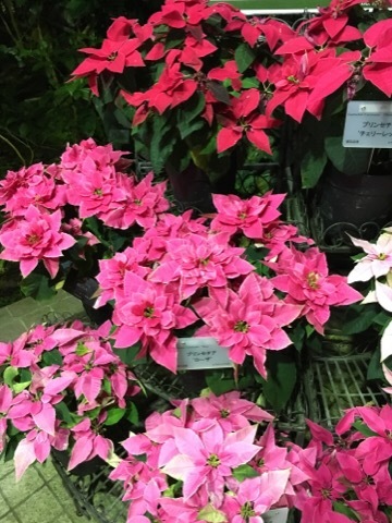 府立植物園 イルミネーション_f0363168_04411843.jpg