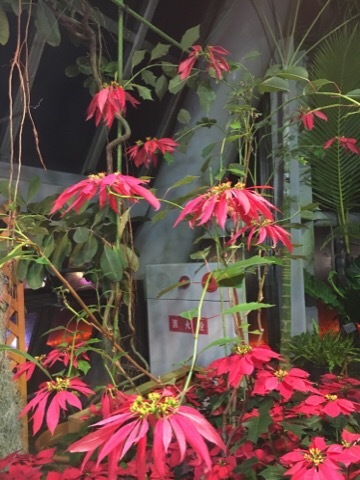 府立植物園 イルミネーション_f0363168_04440737.jpg