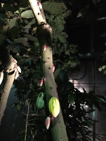 府立植物園 イルミネーション_f0363168_04444449.jpg