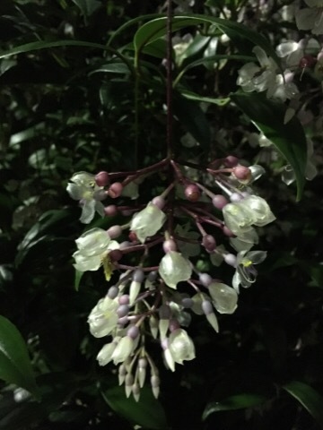 府立植物園 イルミネーション_f0363168_04473790.jpg