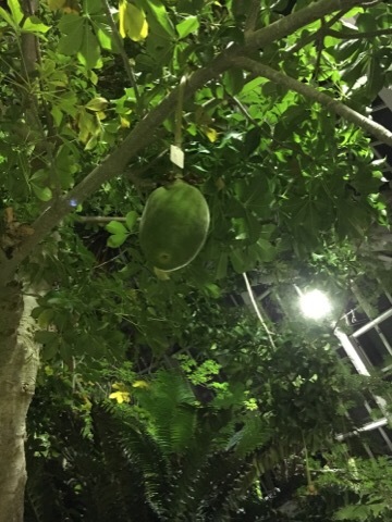 府立植物園 イルミネーション_f0363168_04491256.jpg