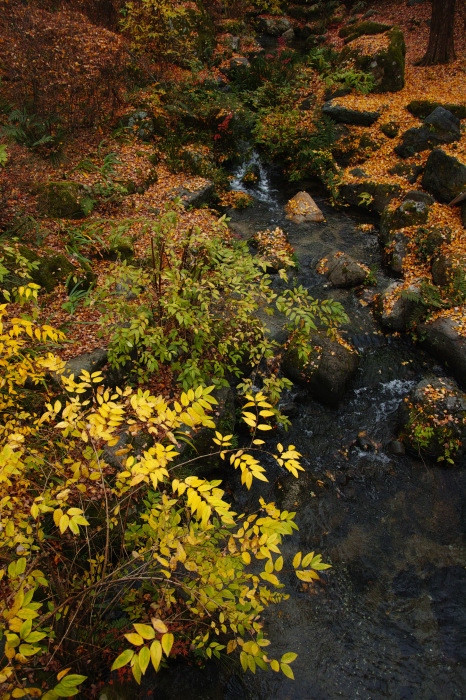  紅葉　　2017 万博公園_f0021869_23191560.jpg