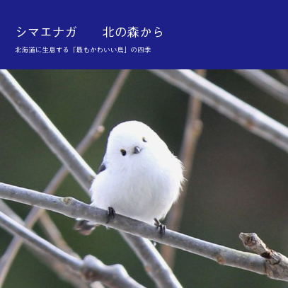 画像 めっちゃ可愛い鳥を発見したわｗｗｗｗ ミラクルミルク