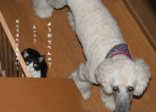 a0216583_23395716.png