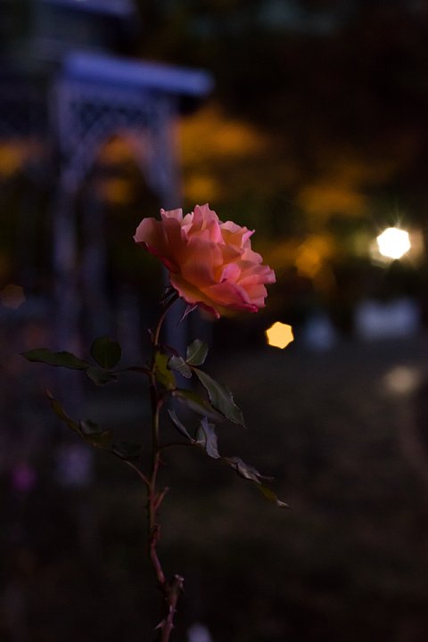星がまたたく都市公園_d0353489_2063340.jpg