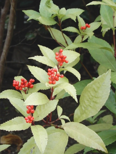 e0025300_20282352.jpg