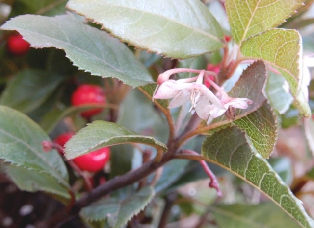 e0025300_2031441.jpg