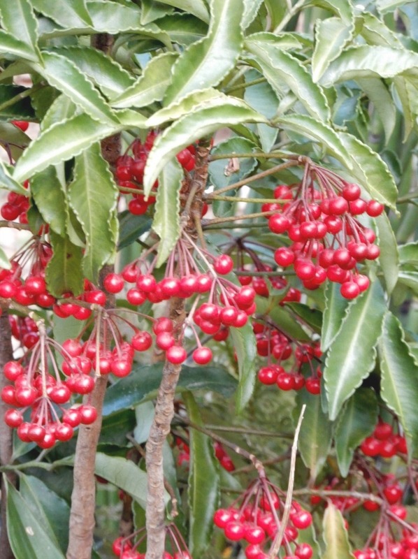 e0025300_2057183.jpg