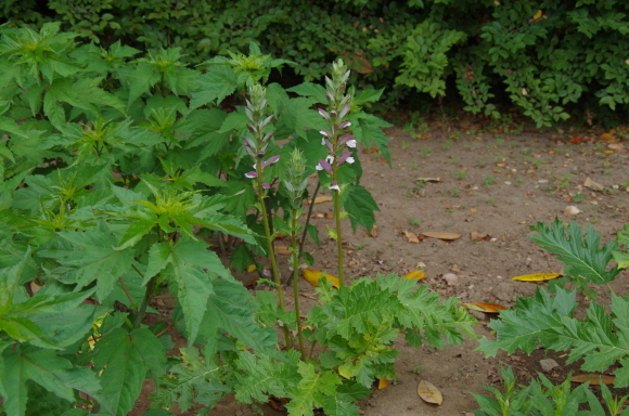 b0356401_22264015.jpg