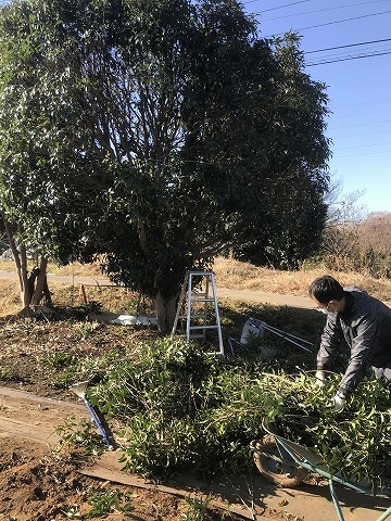 12/23(土)　第二　小屋内整理/きんもくせいの剪定_e0270403_17372098.jpg