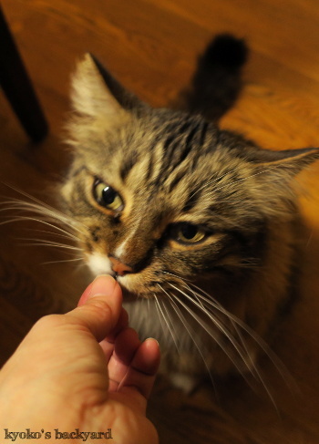 猫たちのクリスマス2017_b0253205_07415877.jpg