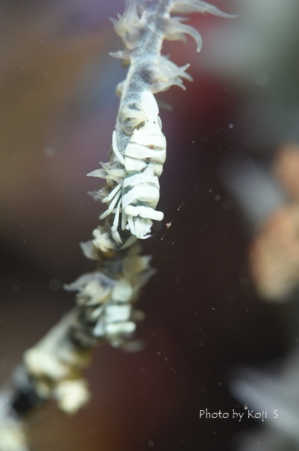 一気にエビカニ_c0211615_18513411.jpg