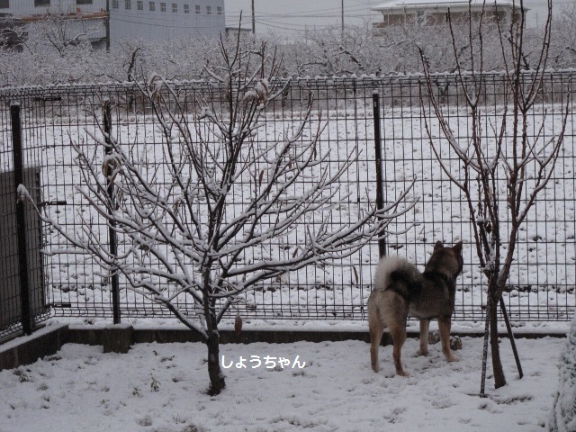 雪の朝_f0143123_08203761.jpg