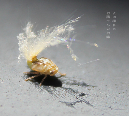 d0042827_21110799.jpg