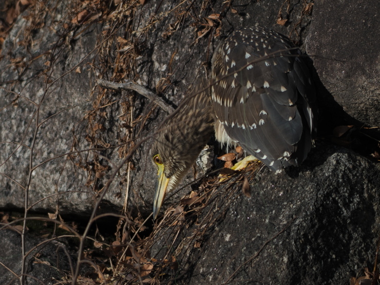 b0370328_21555171.jpg