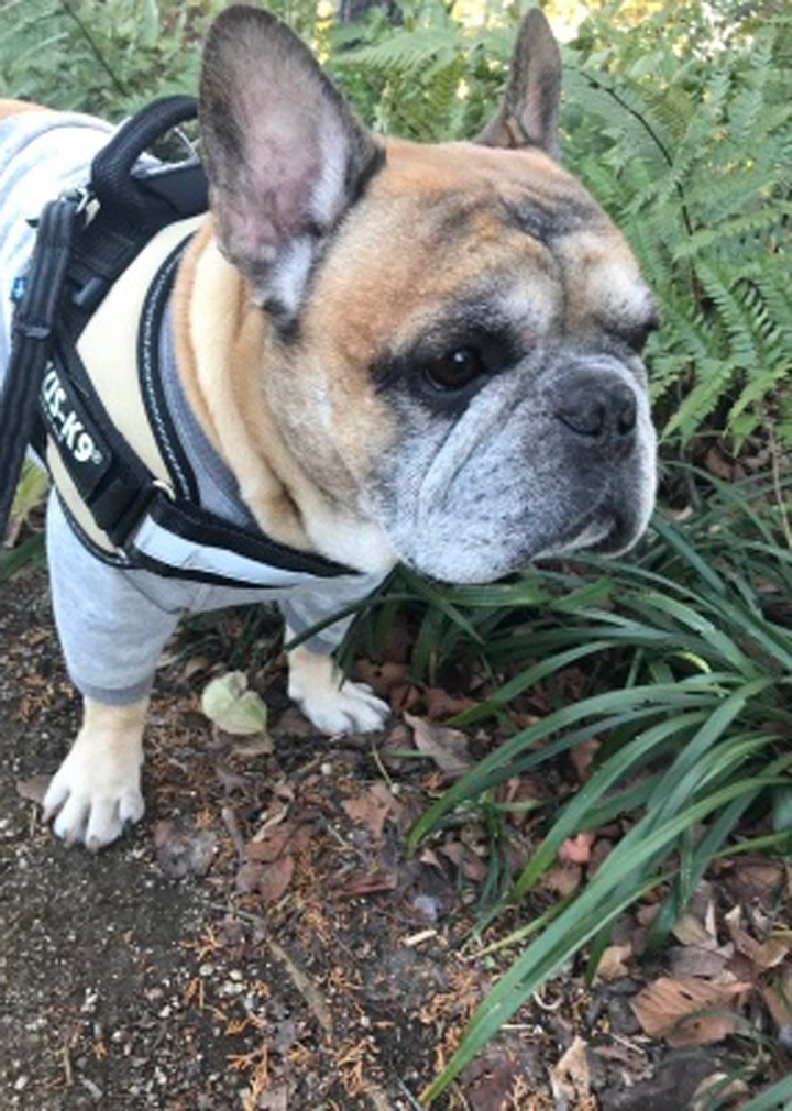 鳩嫌い きょうのこげ