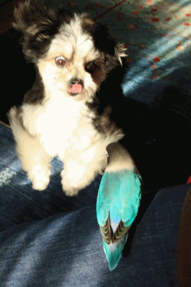 c0145250_09411052.gif