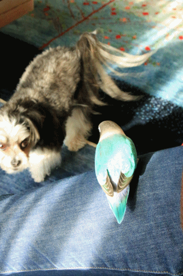 c0145250_09412243.gif
