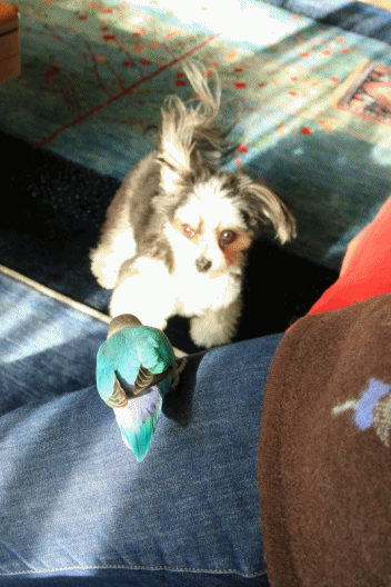 c0145250_09412957.gif