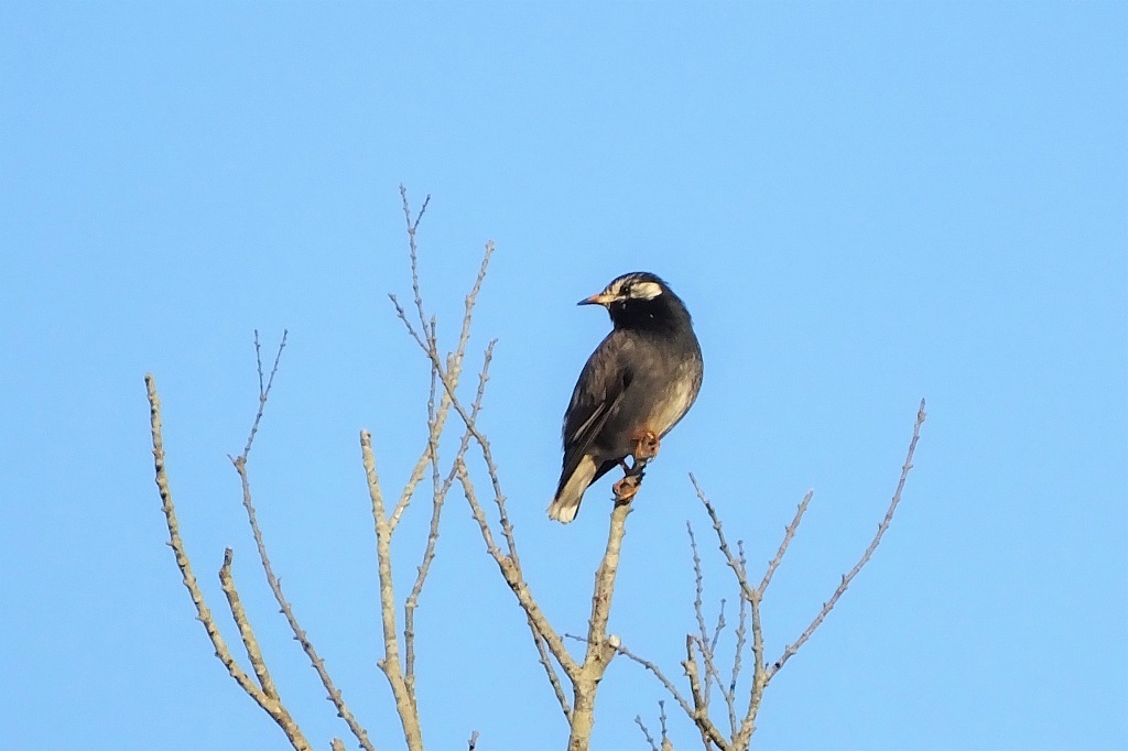 公園のお馴染みさんたち_b0236251_15562474.jpg