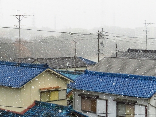 朝から雪でした❄_a0018655_13193856.jpg