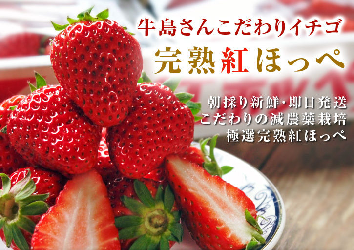 熊本産高級イチゴ『完熟紅ほっぺ』　完熟の甘い朝採りイチゴを大好評発売中！こだわり減農薬栽培です！_a0254656_18053477.jpg