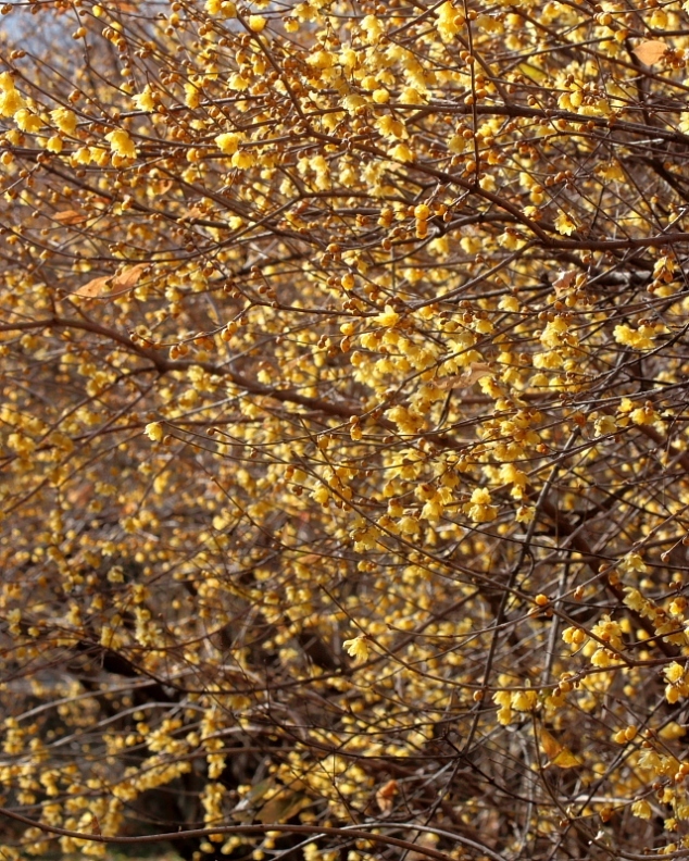 c0305565_17353330.jpg