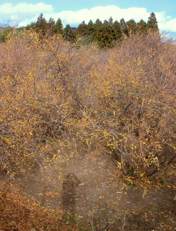 c0305565_17382587.jpg