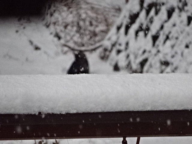 小猫は雪に興味津々_b0222066_07551323.jpg