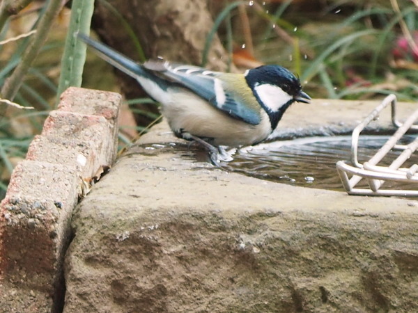 f0208666_11525173.jpg