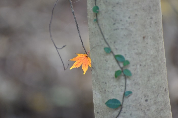 名残の紅葉_e0344574_10513305.jpg