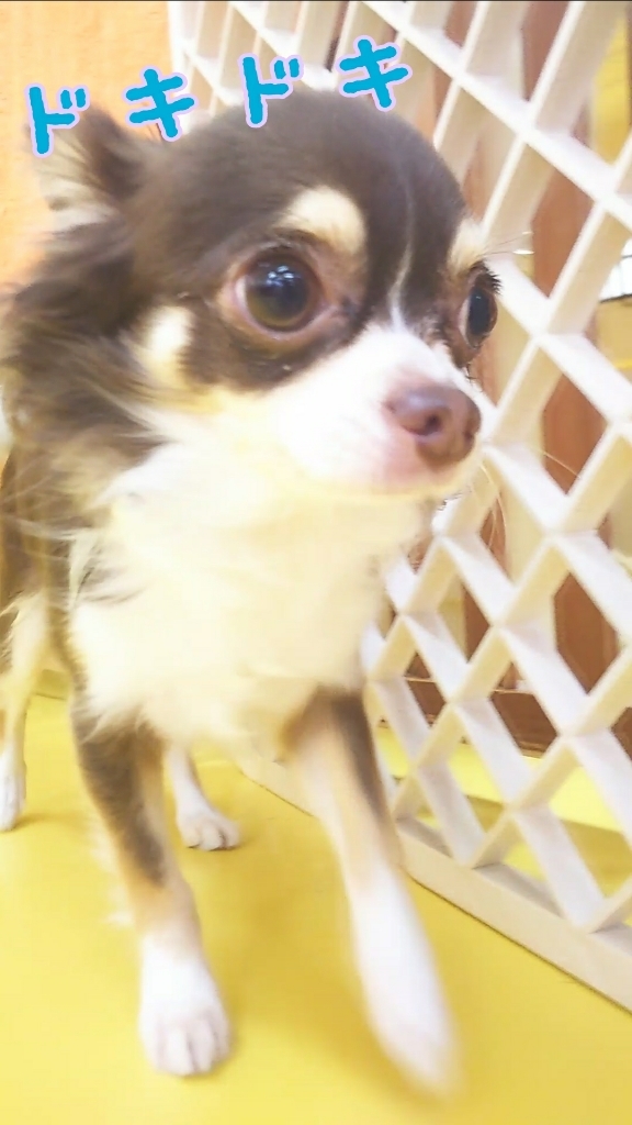 今日のドッグラン🐩💨_f0357682_15200108.jpg