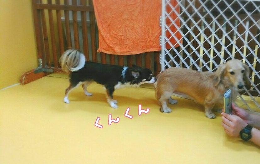 今日のドッグラン🐩💨_f0357682_15201762.jpg