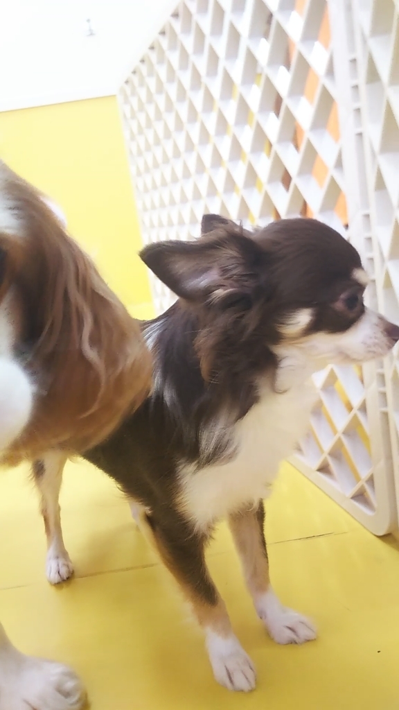 今日のドッグラン🐩💨_f0357682_15204507.jpg