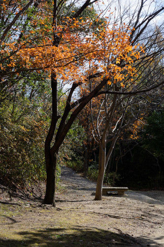 秋の余韻　～明治池公園_e0366896_20525529.jpg