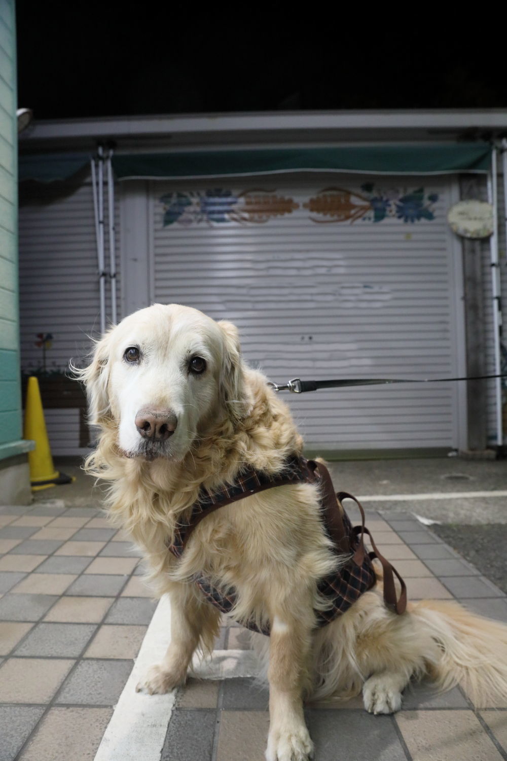 犬女優に騙された?家族はヒヤヒヤ。_b0275998_10560793.jpg
