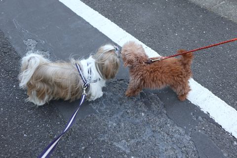 c0090198_18544046.jpg